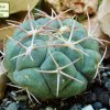 Thelocactus_ hexaedrophorus_ 01